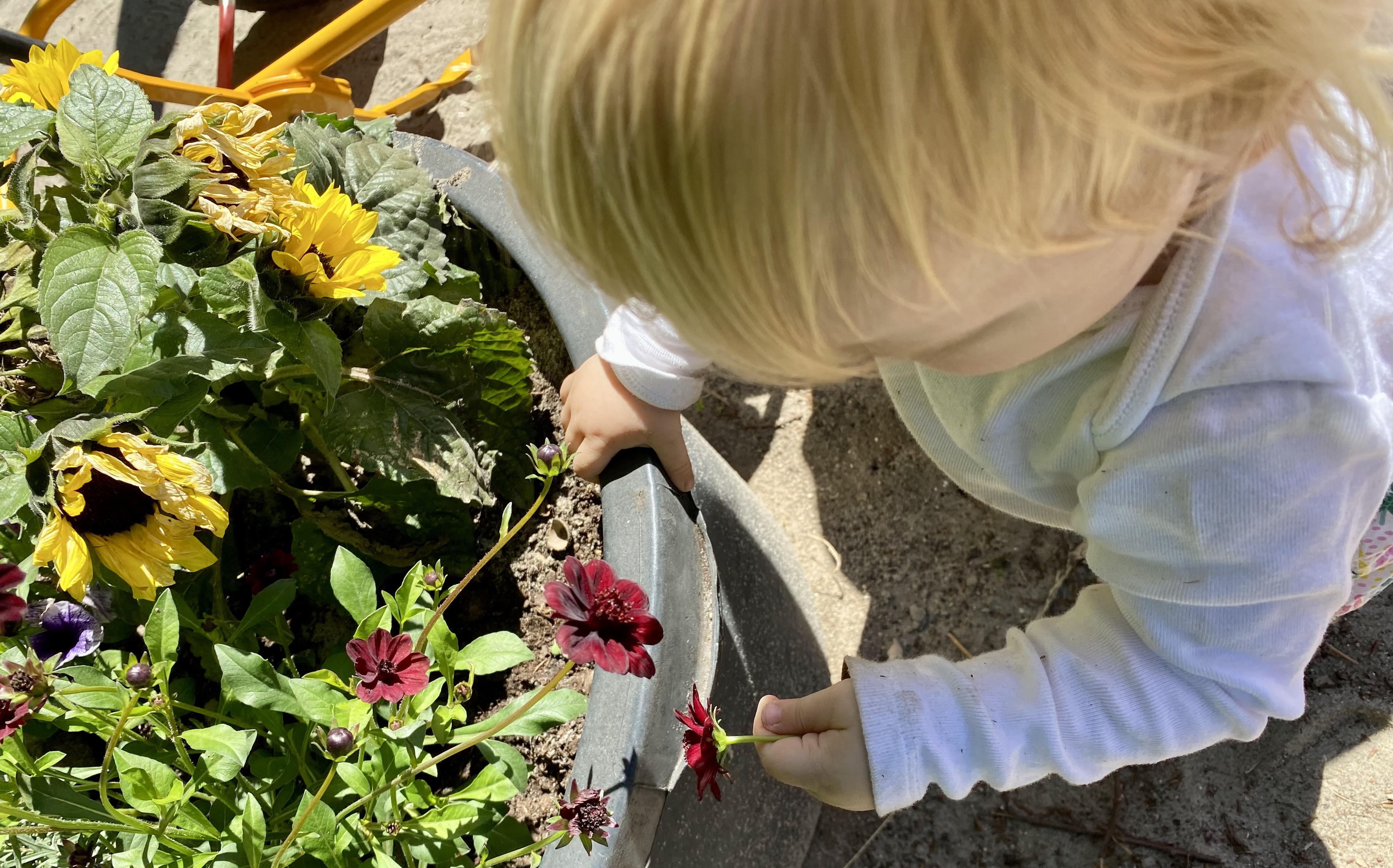 Barn kigger på blomster